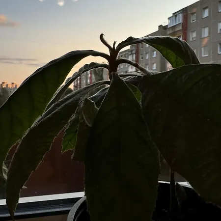 Baltijos Apartment
